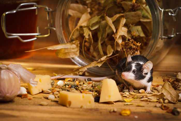 6 cibi nella tua cucina che stanno portando topi a casa tua