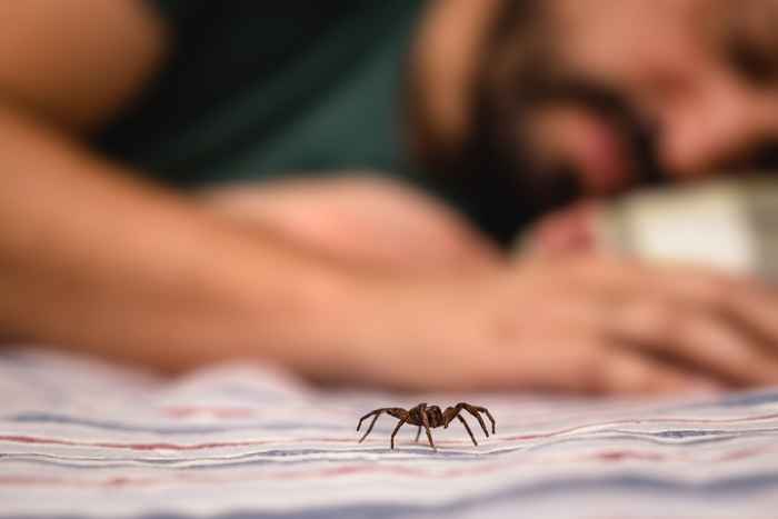 6 décorations de vacances qui attirent les araignées