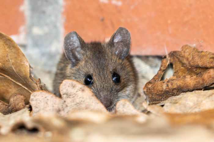 6 plantes attirant des souris chez vous