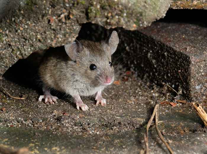 6 choses qui attirent des souris dans votre sous-sol