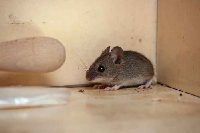 6 choses dans votre cour qui amènent des souris chez vous