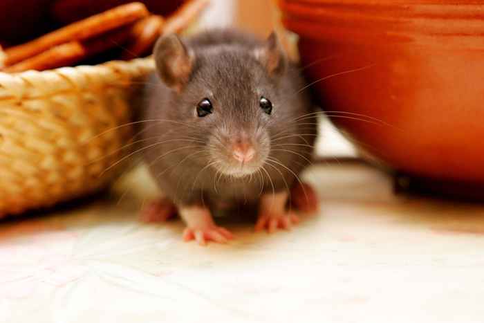 6 choses que vous faites qui amènent les rats dans votre maison