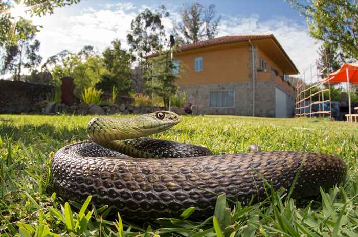 9 habitudes de nettoyage qui attirent des serpents dans votre maison