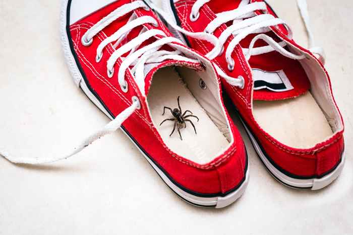 9 hábitos de limpeza que estão atraindo aranhas para sua casa