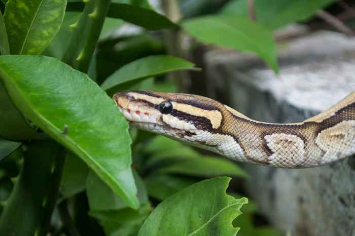 La croissance dans votre cour invite des serpents chez vous