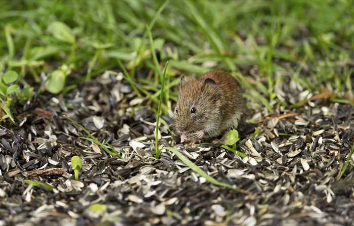 Si vous avez cela dans votre cour, vous pouvez attirer des souris chez vous