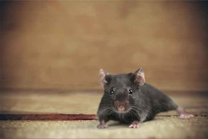 Si vous gardez cela sur votre lit, vous pouvez attirer des souris, disent les experts