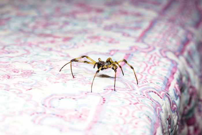 Se você mantiver isso em sua cama, pode estar atraindo aranhas, os especialistas alertam