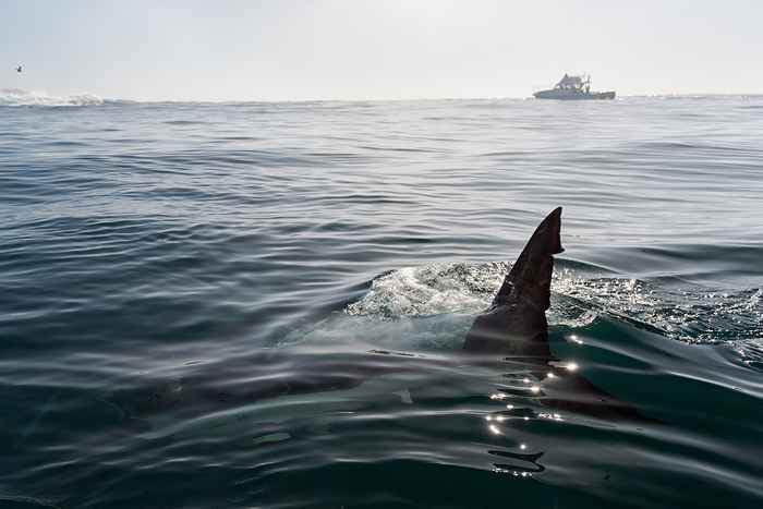 Si vous vivez ici, préparez-vous à plus de requins que vous n'avez jamais vu auparavant