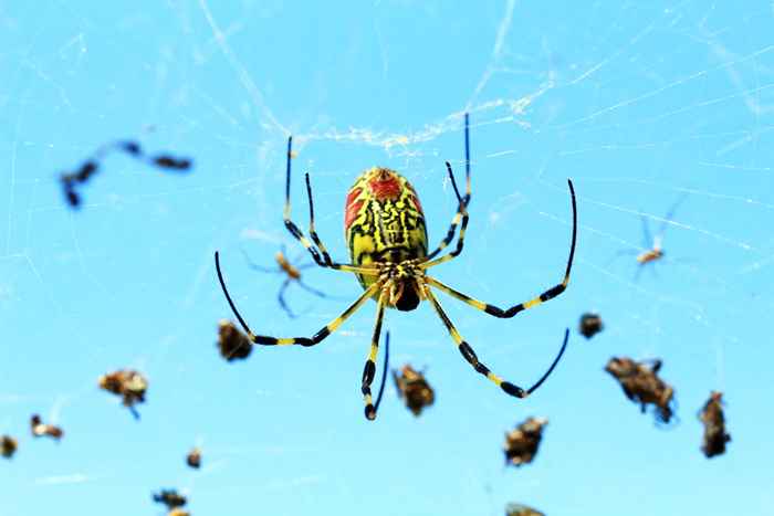 Wenn Sie hier leben, bereiten Sie sich darauf vor, diese Spinne in extremen Zahlen zu sehen