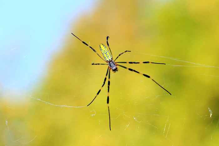 Si vous vivez ici, faites attention aux araignées géantes qui tombent du ciel