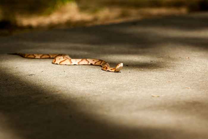 Se você mora aqui, cuidado com as cobras venenosas para o próximo mês