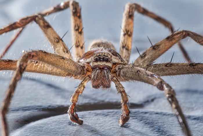 Wenn Sie in diesen Staaten leben, achten Sie auf die größte Spinne der Welt