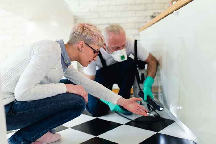 Wenn Sie dies in Ihrem Keller bemerken, rufen Sie jetzt einen Exterminator an