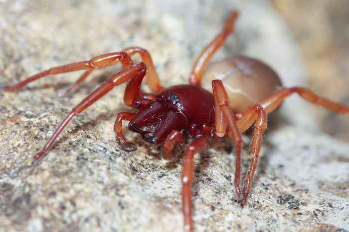 Se você notar isso no seu quintal, cuidado com as aranhas venenosas