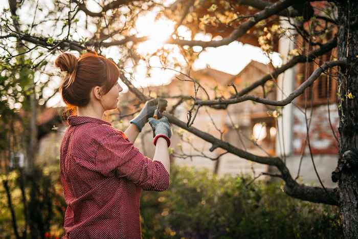 Si vous voyez un arbre qui ressemble à ceci, appelez immédiatement les responsables