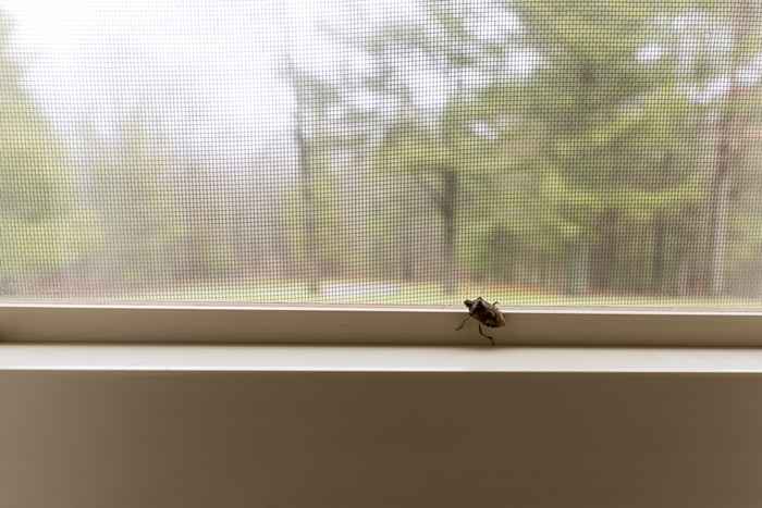 Si vous voyez ce bug dans votre maison, ne marchez pas dessus, les experts avertissent