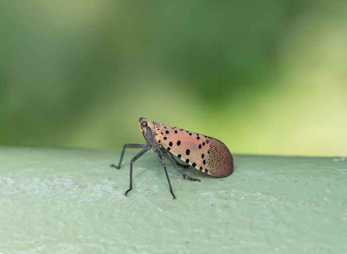 Si vous voyez ce bug, écrasez-le immédiatement, les responsables avertissent