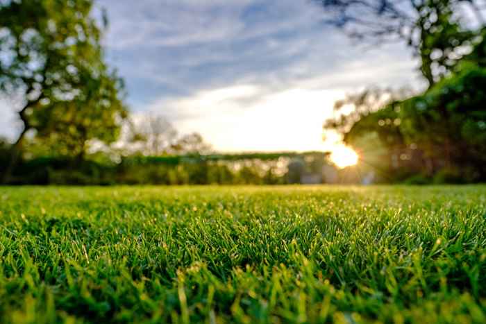 Wenn Sie dies in Ihrem Garten sehen, werden Insekten eindringen, warnt Experte