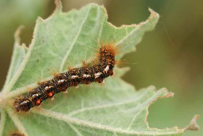 Si ve este insecto, se ahoga, dicen los expertos