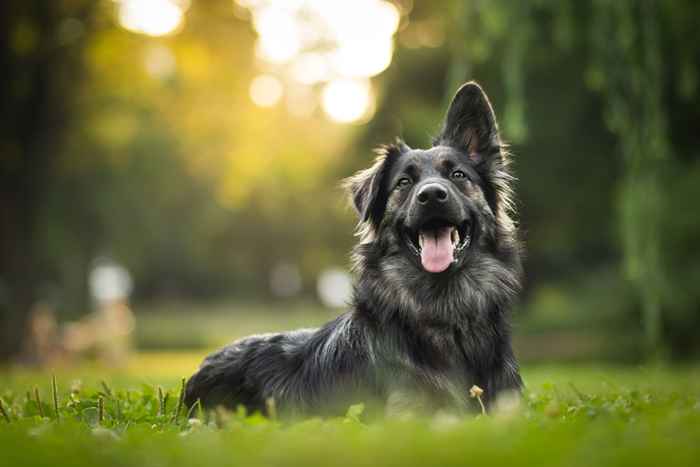 Wenn Ihr Hund damit spielt, nehmen Sie ihn sofort weg