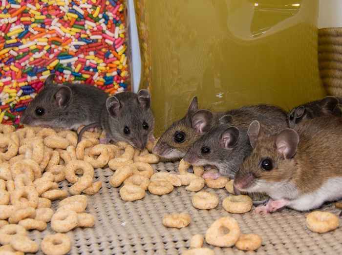 Se sua casa cheira a esta comida, você pode ter ratos, dizem especialistas