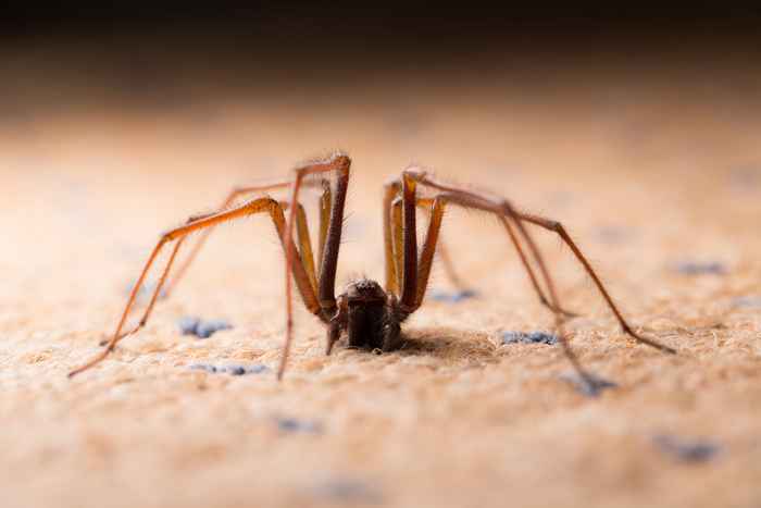 Se você não está limpando esses 2 pontos, você está atraindo aranhas para sua casa