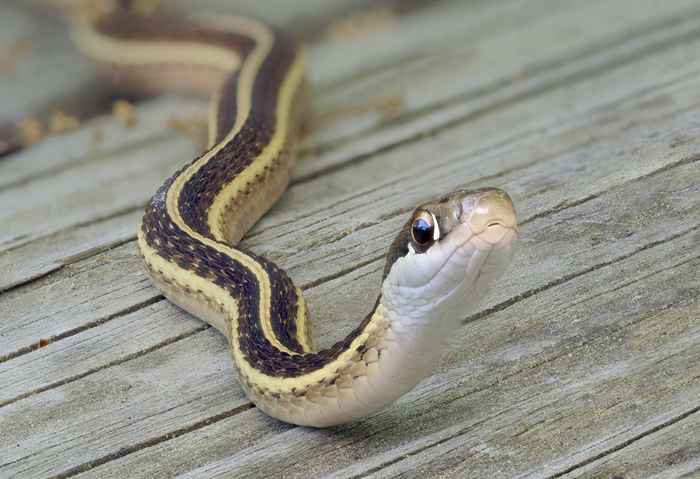 Si vous ne nettoyez pas cette pièce, vous invitez des serpents chez vous