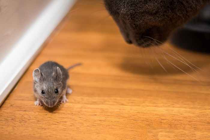 Si vous ne nettoyez pas cela, vous invitez des souris dans votre maison