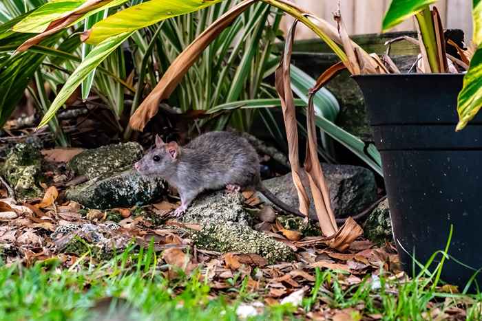 Wenn Sie dies in Ihrem Garten halten, können Sie Ratten anziehen, warnen Beamte