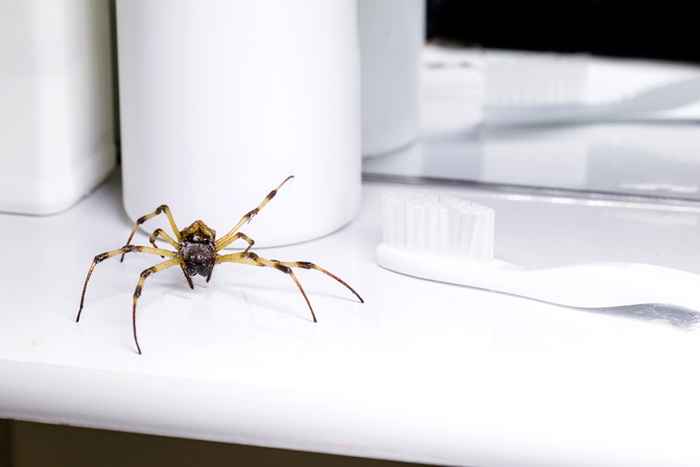 Laisser cette seule chose dans votre salle de bain est d'attirer des araignées, avertissent les experts