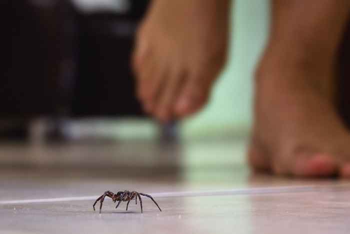 Não limpando isso pode ser convidando aranhas para sua casa, dizem os especialistas