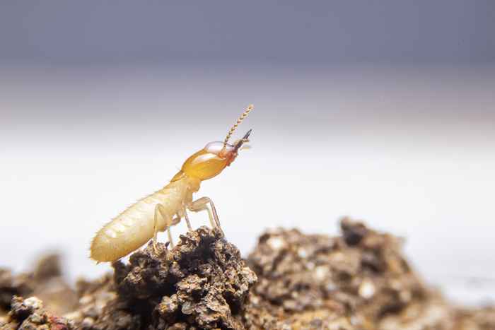 Le non. 1 signe que vous avez des termites dans votre maison, disent les experts