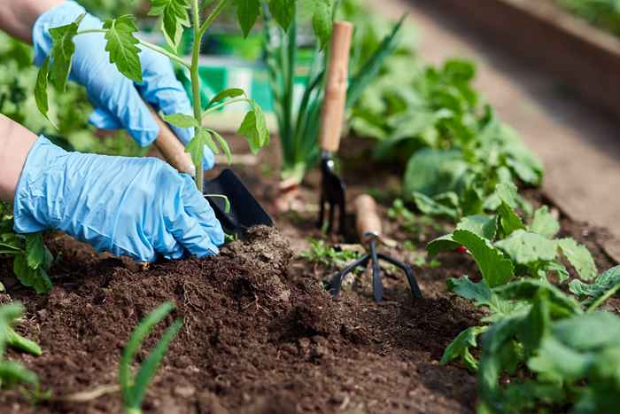 A única coisa que você ainda não deveria estar plantando, os especialistas alertam