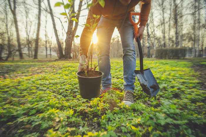 A única coisa que você não deve plantar nesta primavera, as autoridades locais alertam