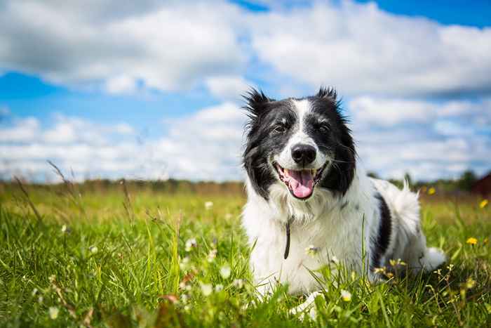 Esta es la raza de perros más agresiva, dice un nuevo estudio