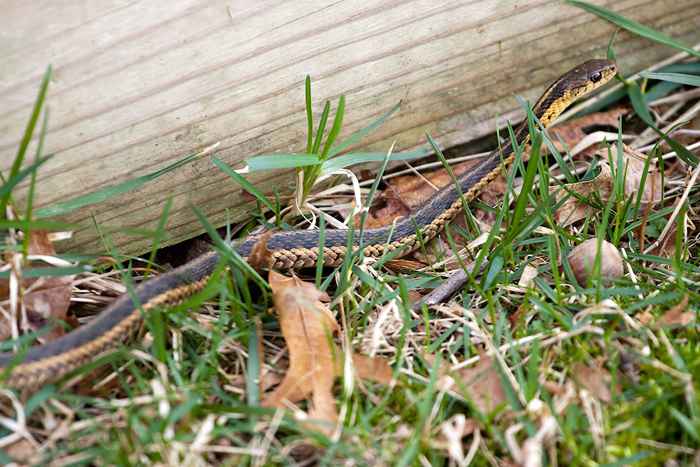 Stai attirando serpenti a casa tua se esagerai questa cosa