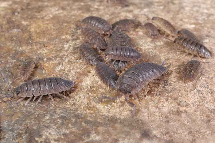 Vous invitez des bugs dans votre maison si vous n'avez pas cela