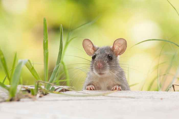 Você está convidando ratos para sua casa se estiver ignorando esta tarefa