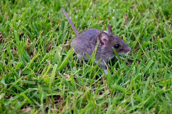 Vous invitez des souris chez vous si vous avez ceci dans votre cour