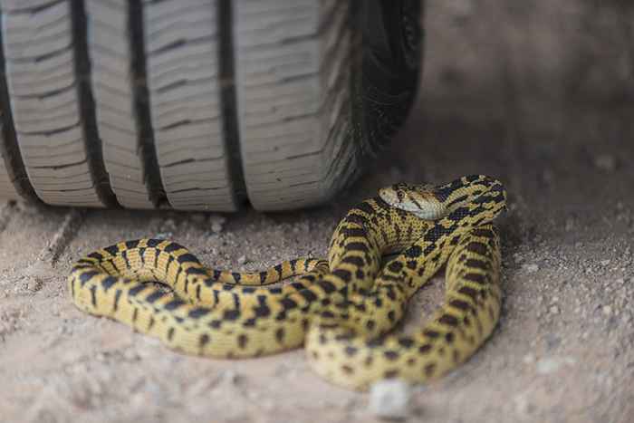 Vous invitez des serpents dans votre voiture avec cette mauvaise habitude, avertissent les experts