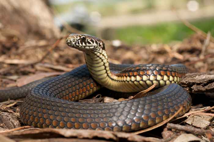 Vous invitez des serpents à votre maison si vous évitez cette corvée, avertissent les experts