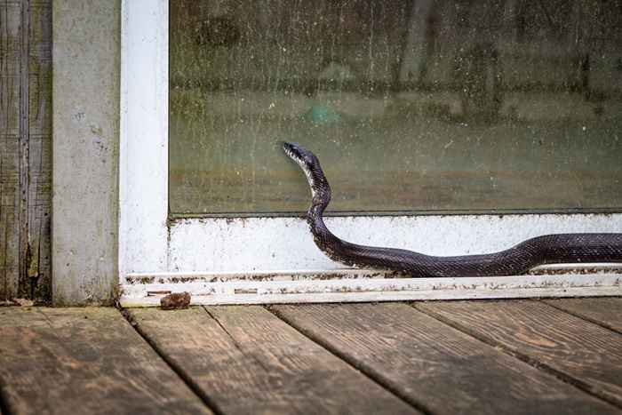 Vous invitez des serpents à votre maison si vous ne nettoyez pas cela, disent les experts