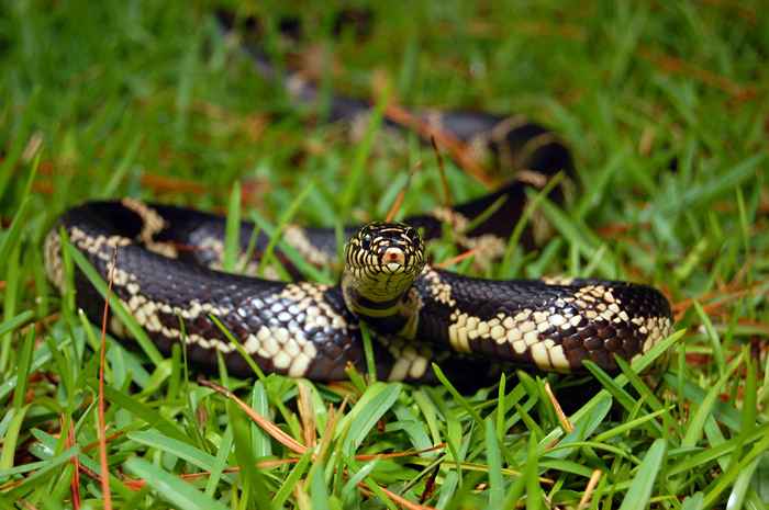 Você está convidando cobras para sua casa se estiver guardando isso do lado de fora