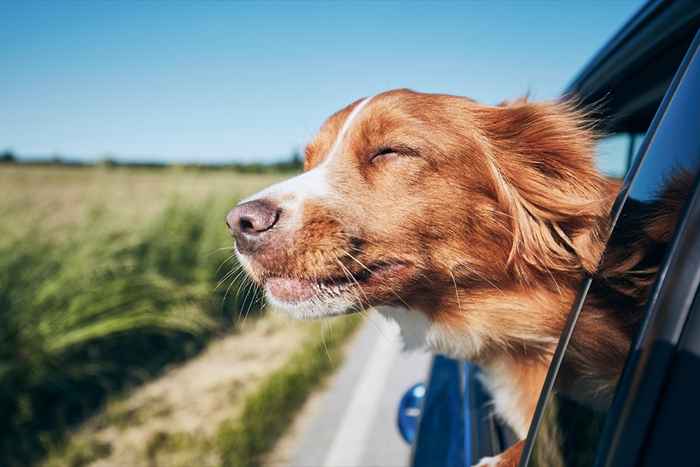 10 cosas extrañas que hacen los perros y por qué los hacen, según expertos