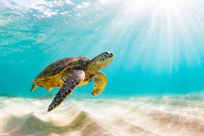 10 choses que vous pouvez faire pour aider à sauver les tortues