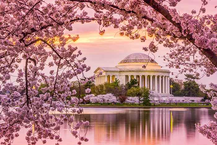 13 vakre steder å se kirsebærblomstene i Amerika