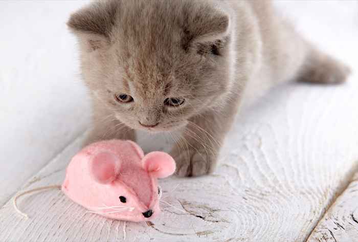 15 regali adorabili per i tuoi animali domestici che puoi acquistare su Amazon