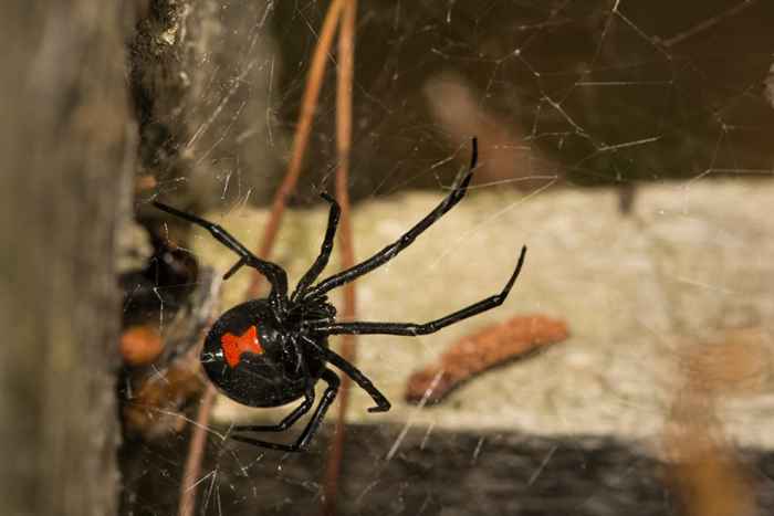 5 lugares viúvas negras estão escondidas em sua casa, de acordo com especialistas