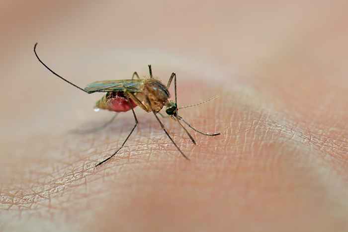 5 razones por las cuales los mosquitos se sienten atraídos por usted, según la ciencia